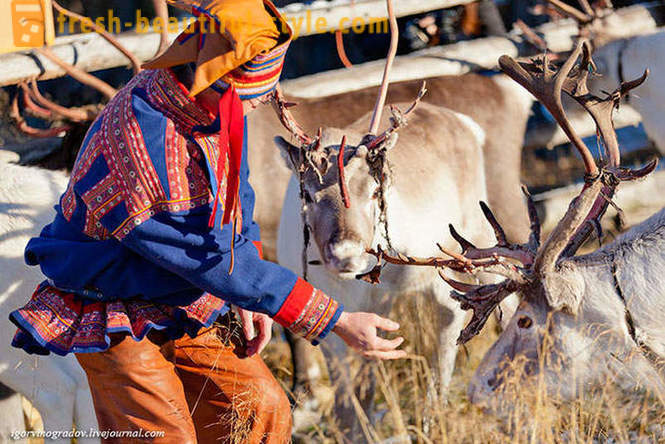 W poszukiwaniu Santa Claus w renifery Siberian husky