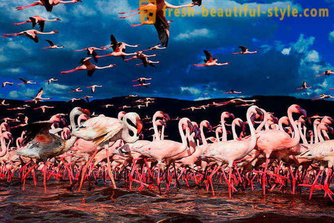 Kraj różowych flamingów