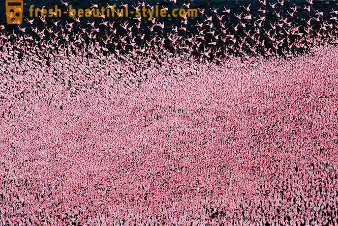 Kraj różowych flamingów