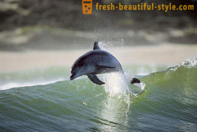 Gry delfin