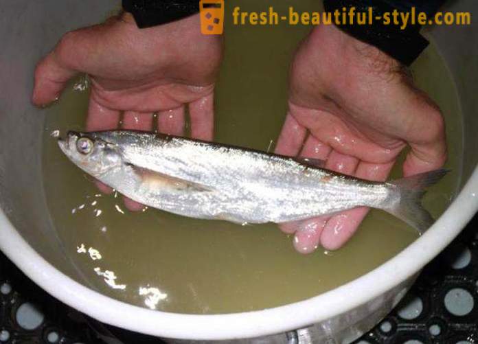 Gdzie zwykle sabrefish ryby? Jak gotować sabrefish ryb?