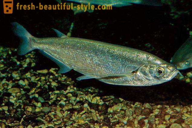 Gdzie zwykle sabrefish ryby? Jak gotować sabrefish ryb?