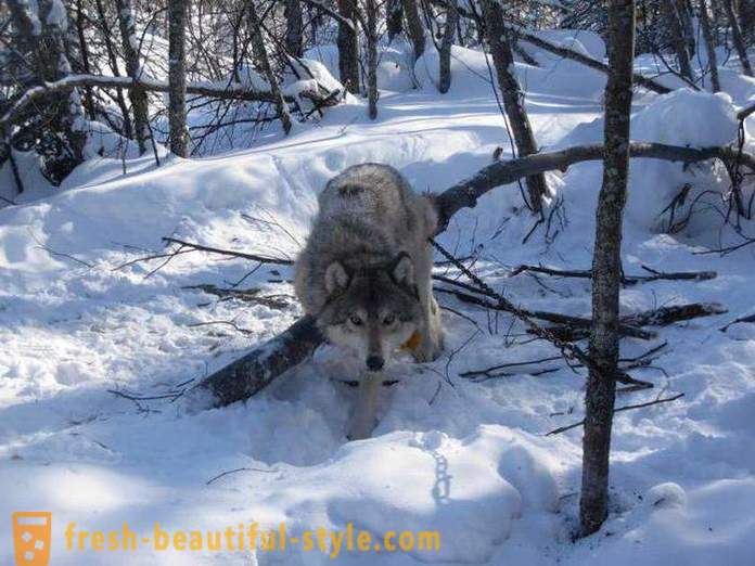 Polowanie wilk. Metody polowania wilków