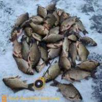 Ekscytujące połowów karpia w zimie